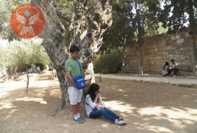 Tour ke Israel Gallery Taman Getsemani  2 holyland_tour
